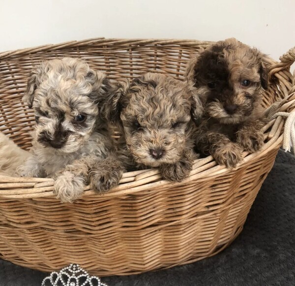 Stunning rare Parti & Tri Cavapoo puppies for sale