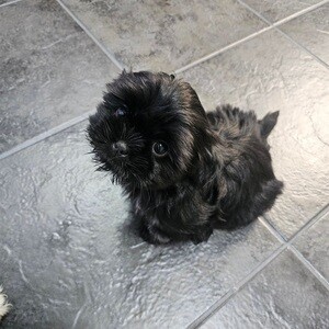 Health tested shih tzu puppies for sale | PostAds PH
