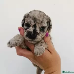 Health tested Cavapoo boys | PostAds PH