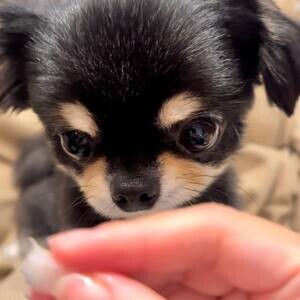 Tiny full breed chihuahua puppies | PostAds PH