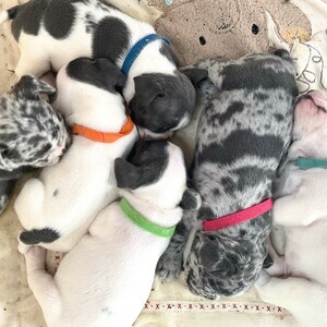 BULLDOG PUPPIES | PostAds PH