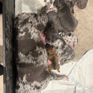 Frenchie puppies | PostAds PH