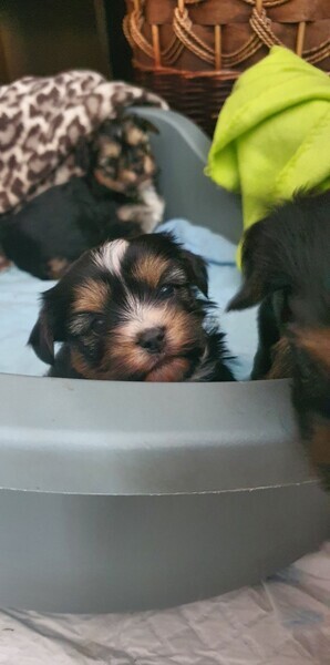 Miniature schnauzer puppies 