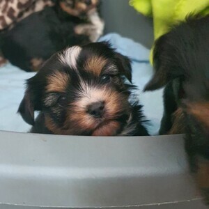 Miniature schnauzer puppies | PostAds PH