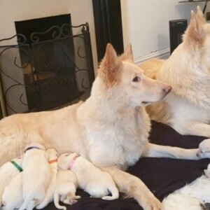 German shepherd puppies | PostAds PH