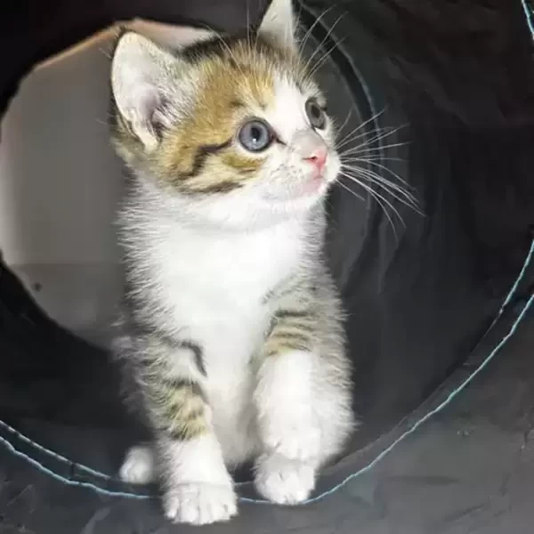 Ragdoll Kittens available/. Viber:00237 653 81 7429