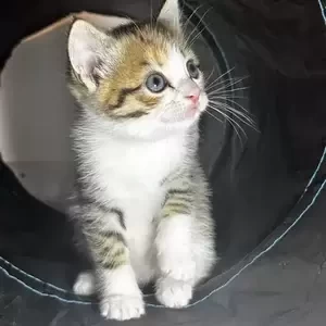 Ragdoll Kittens available/. Viber:00237 653 81 7429 | PostAds PH