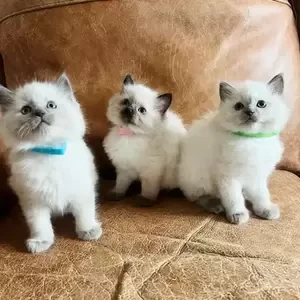 Cute Ragdoll Kittens available.. Viber: 00237 653 81 7429 | PostAds PH