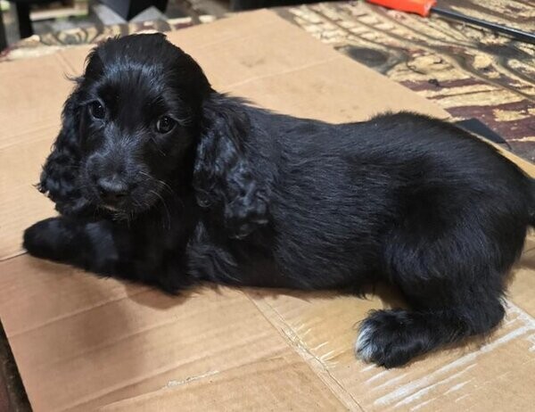 cockapoo puppies.. Viber: 00237 653 81 7429