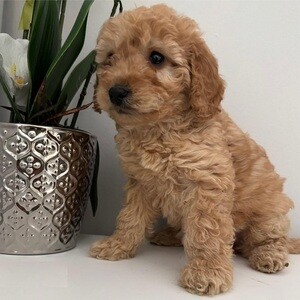 Cockapoo pups ready now.. Viber: 00237 653 81 7429 | PostAds PH