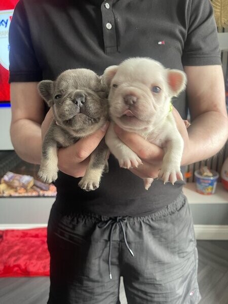 Gorgeous French bulldog puppies. Viber: 00237 653 81 7429