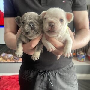 Gorgeous French bulldog puppies. Viber: 00237 653 81 7429 | PostAds PH