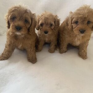 Ready to go teddy bear cavapoo puppies. Viber: 00237 653 81 7429 | PostAds PH