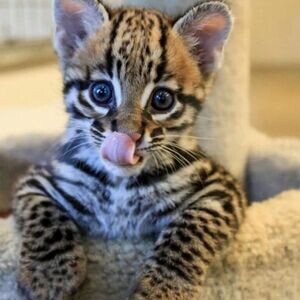 Lovely Ocelot kittens. Viber: 00237 653 81 7429 | PostAds PH