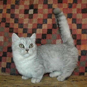 Beautiful Munchkin Kitten.// Viber : 00237 653 81 7429 | PostAds PH