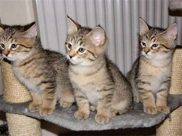 Stunning Pixie-bob Kittens  For Re-homing. Viber: 00237 653 81 7429