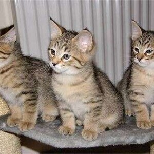 Stunning Pixie-bob Kittens For Re-homing. Viber: 00237 653 81 7429 | PostAds PH