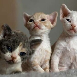 Devon Rex kittens.... Viber: 00237 653 81 7429 | PostAds PH