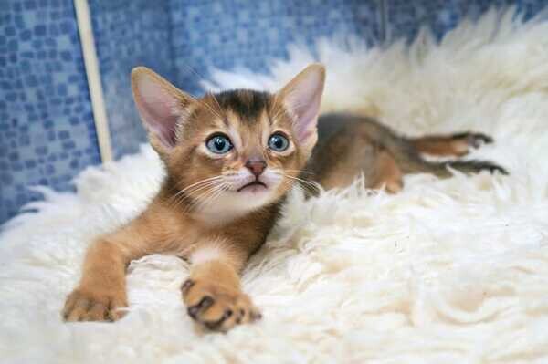  Lovely Abyssinian kittens. Viber: 00237 653 81 7429