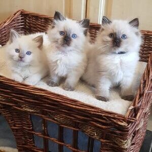 Registered Ragdoll Kittens. Viber: 00237 653 81 7429 | PostAds PH