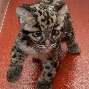 Lovely Margay Cats. Viber: 00237 653 81 7429 | PostAds PH