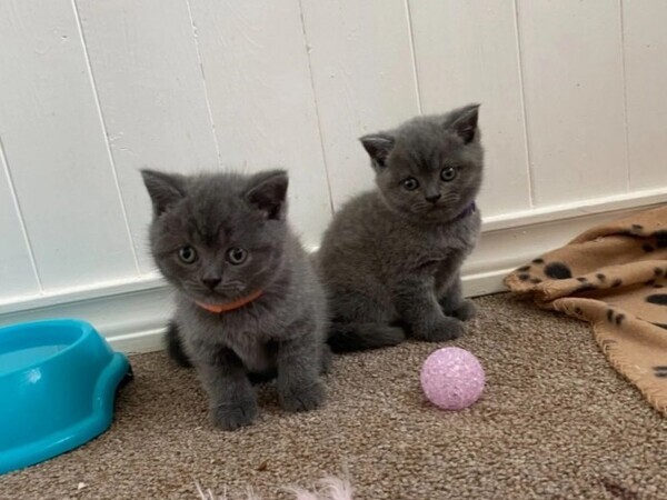 Home Trained British shorthair kittens. Viber : 00237 653 81 7429