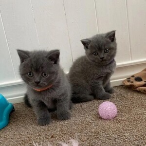 Home Trained British shorthair kittens. Viber : 00237 653 81 7429 | PostAds PH