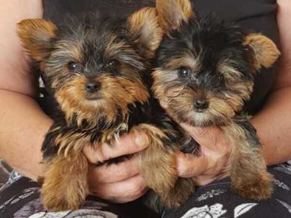 Beautiful Yorkie puppies for good home. 