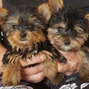 Beautiful Yorkie puppies for good home. | PostAds PH