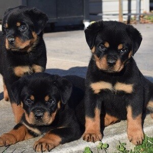 Sweet Rottweiler Puppies .Viber: 00237 653 81 7429 | PostAds PH