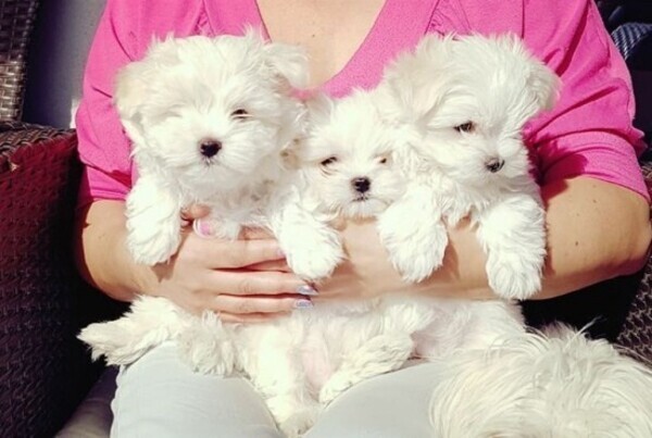 Ice White Maltese Puppies. Viber: 00237 653 81 7429