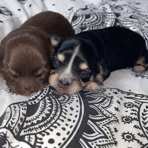MiniHeart Chihuahuas | PostAds PH