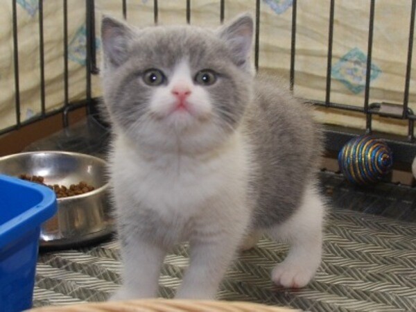Cute British Shorthair Kittens Viber:+63-948-1451-325