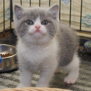 Cute British Shorthair Kittens Viber:+63-948-1451-325 | PostAds PH