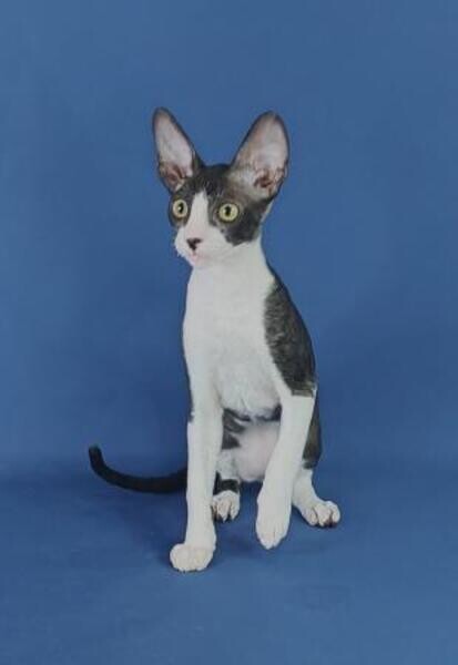 Cute Cornish kittens Viber:+63-948-1451-325