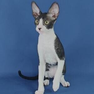Cute Cornish kittens Viber:+63-948-1451-325 | PostAds PH
