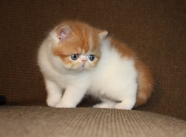 Cute Exotic Shorthair kittens Viber:+63-948-1451-325
