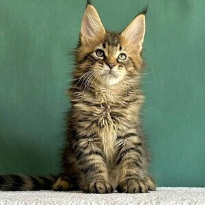 Cute Maine Coon Kittens Viber:+63-948-1451-325 | PostAds PH