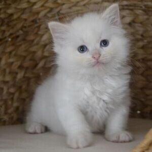 Cute Ragdoll kittens Viber:+63-948-1451-325 | PostAds PH