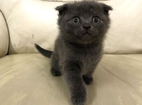 Cute Scottish Fold Kittens Viber:+63-948-1451-325