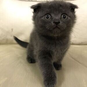 Cute Scottish Fold Kittens Viber:+63-948-1451-325 | PostAds PH