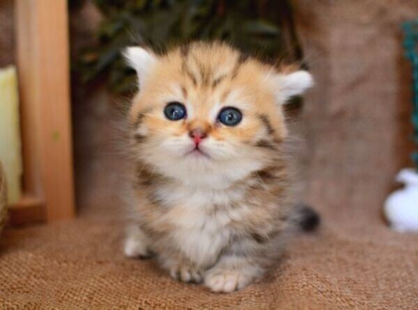 Cute Siberian kittens Viber:+63-948-1451-325