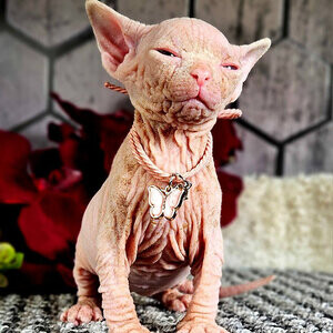 Cute Sphynx kittens Viber:+63-948-1451-325 | PostAds PH