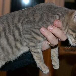 Cute Toyger kittens Viber:+63-948-1451-325 | PostAds PH