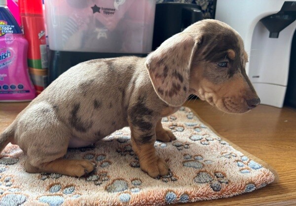 Ready to LEAVE ! Litter of puppies Dachshund