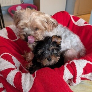 Yorkshire terrier puppies | PostAds PH