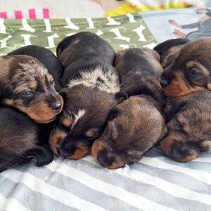 Miniature wire dachshunds | PostAds PH