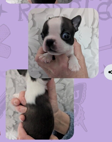 REDUCED Amazing Boston Terrier Girls