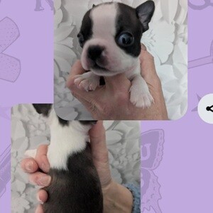 REDUCED Amazing Boston Terrier Girls | PostAds PH