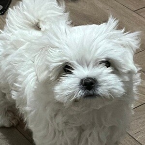 KC Registered Korean Maltese Boys | PostAds PH